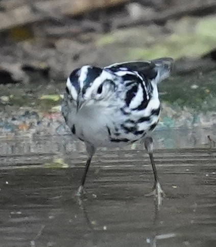 Black-and-white Warbler - ML645478892