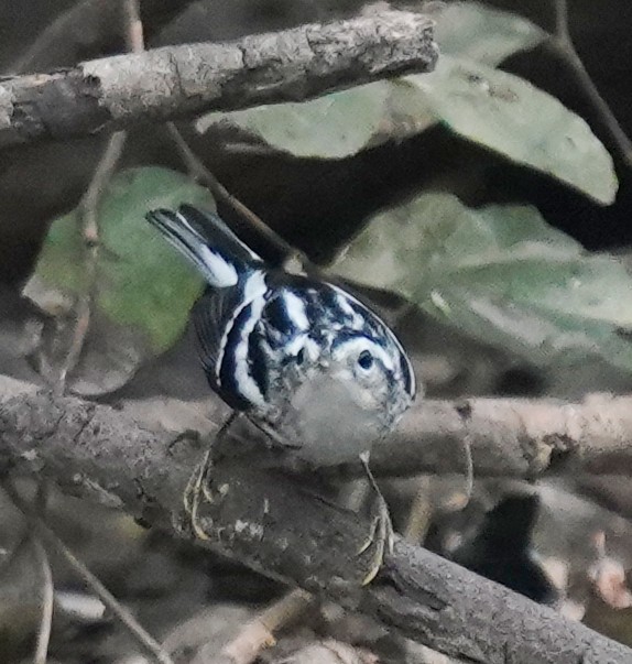 Black-and-white Warbler - ML645478893