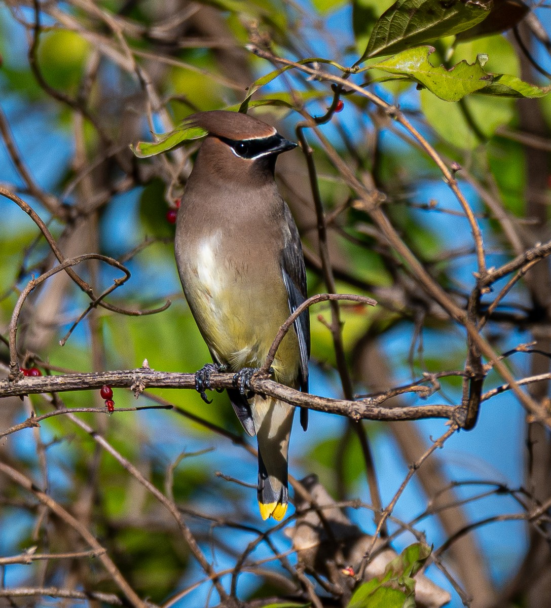 Cedar Waxwing - ML645478894