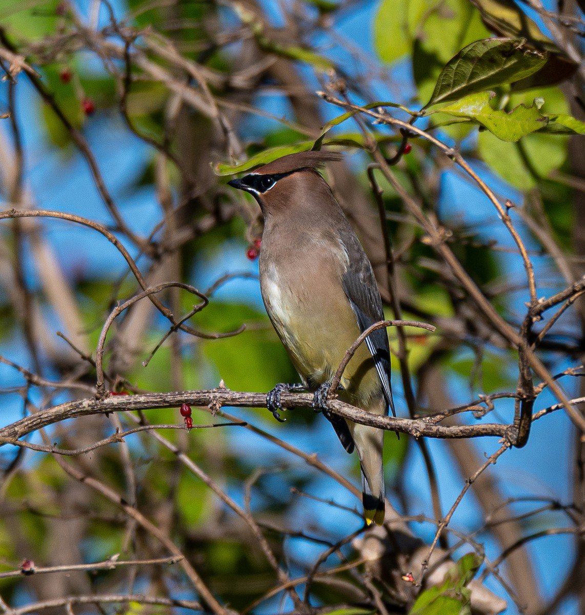 Cedar Waxwing - ML645478895