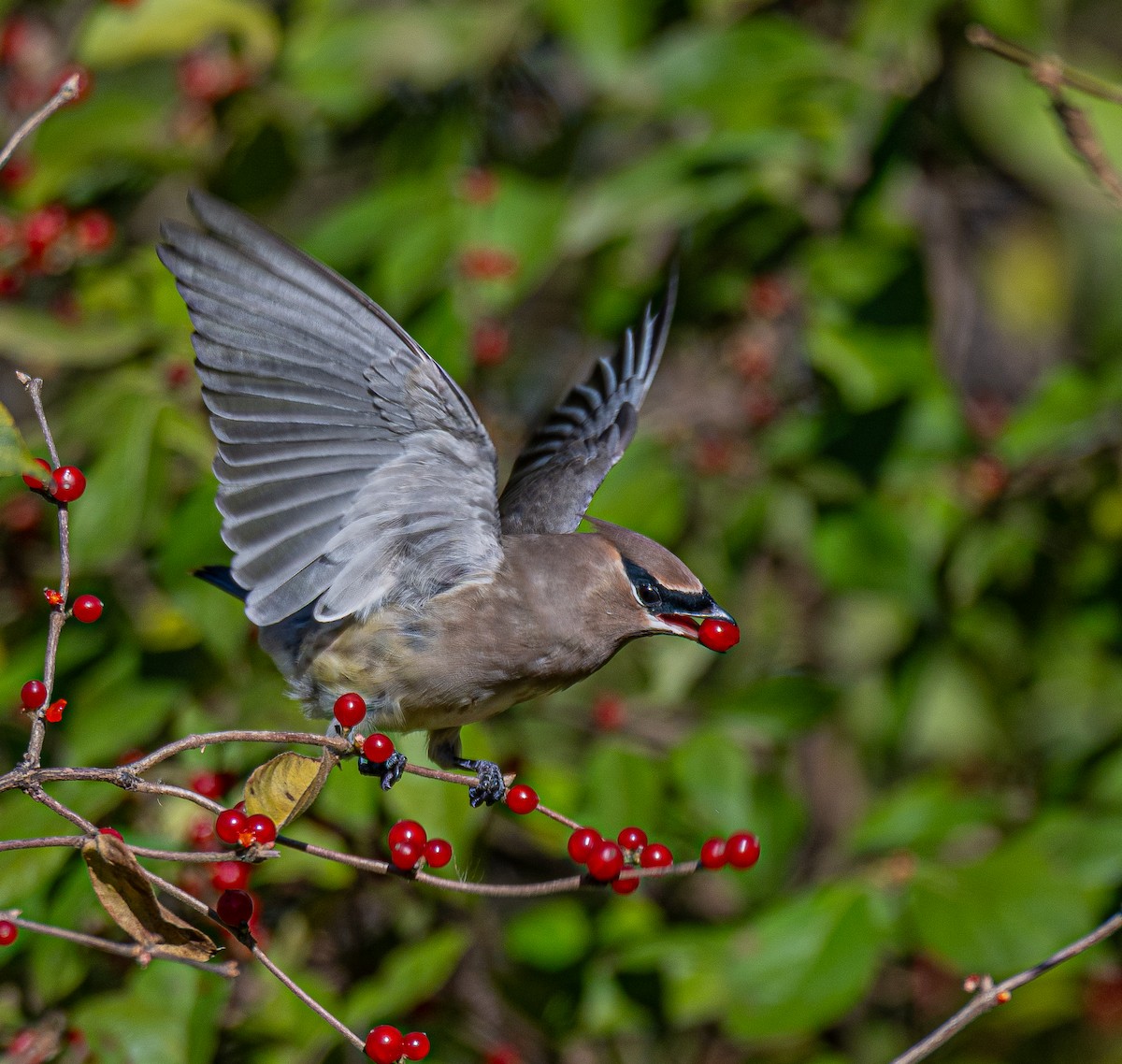 Cedar Waxwing - ML645478896