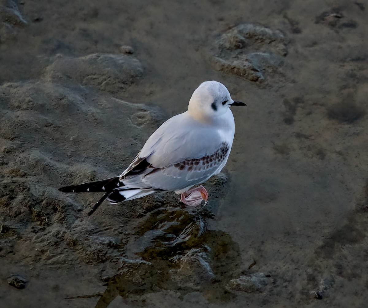 Bonaparte's Gull - ML645478897