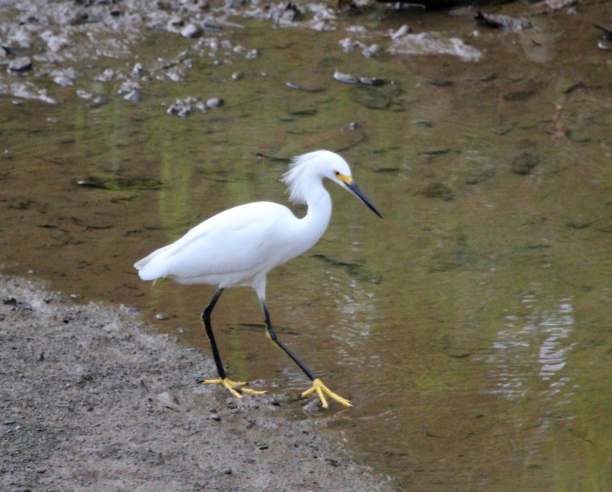 Snowy Egret - ML645478898
