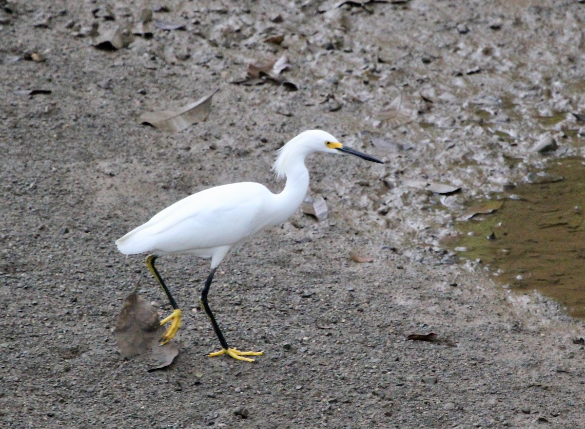 Snowy Egret - ML645478899