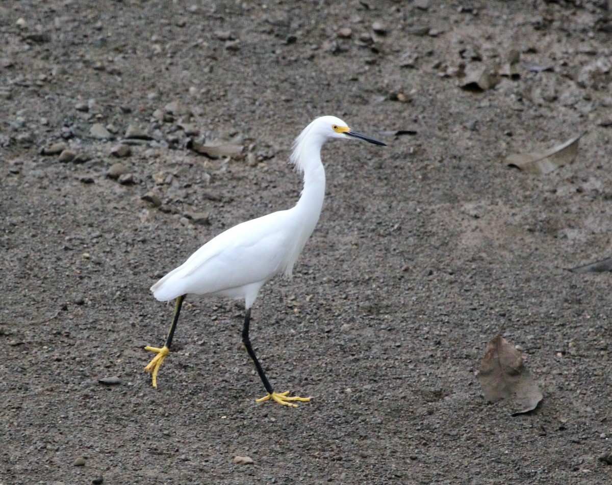 Snowy Egret - ML645478900