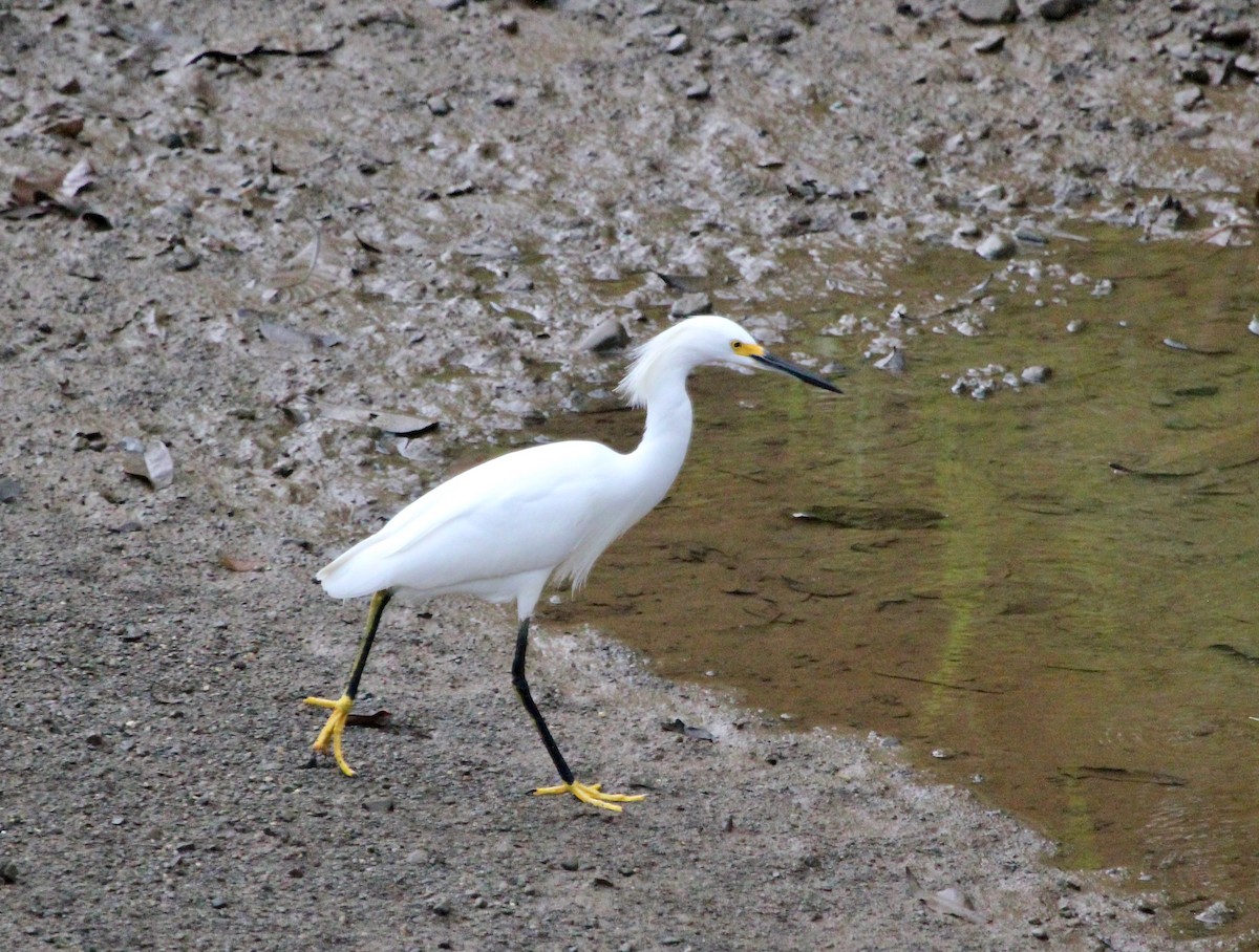 Snowy Egret - ML645478901