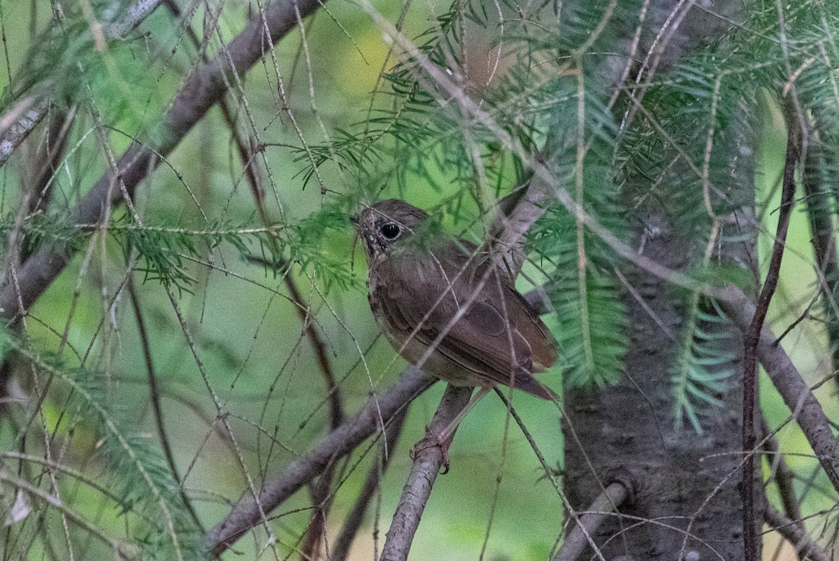 Hermit Thrush - ML645478902