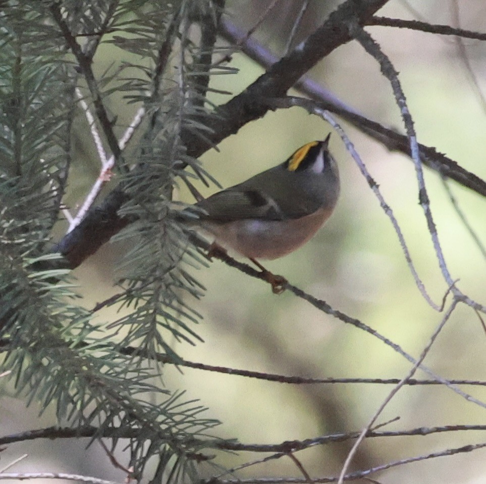 Golden-crowned Kinglet - ML645478903