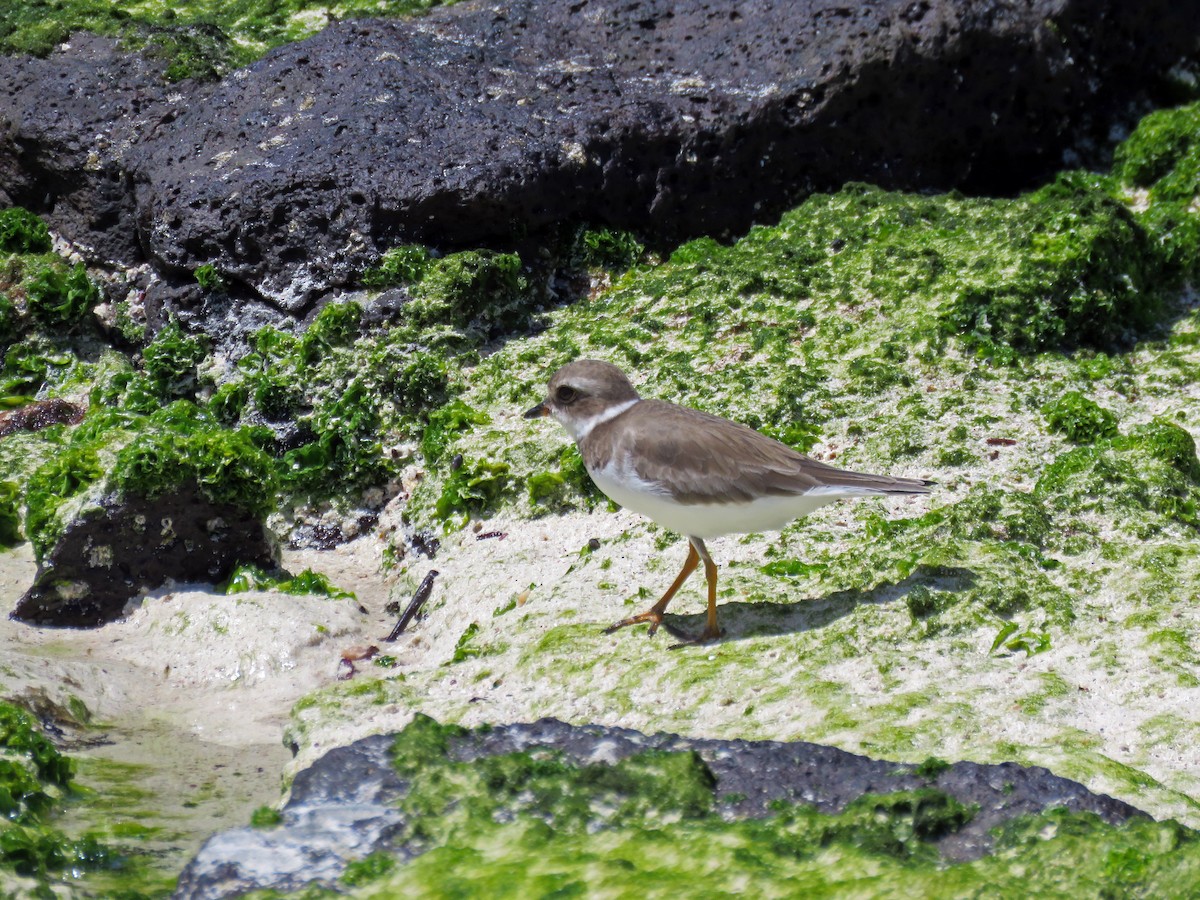 Semipalmated Plover - ML645478905