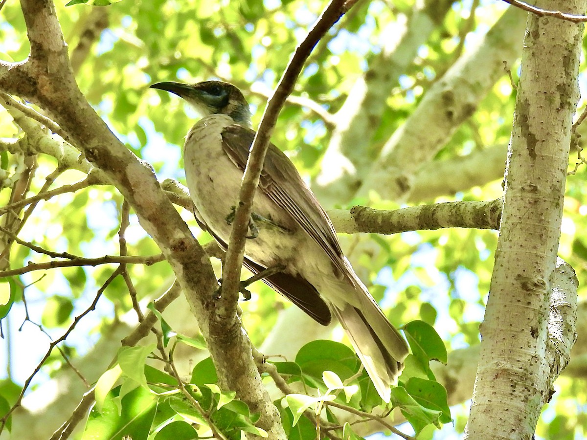 Little Friarbird - ML645478909