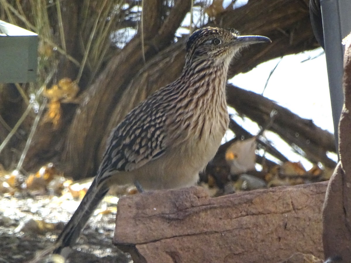 Greater Roadrunner - ML645478910