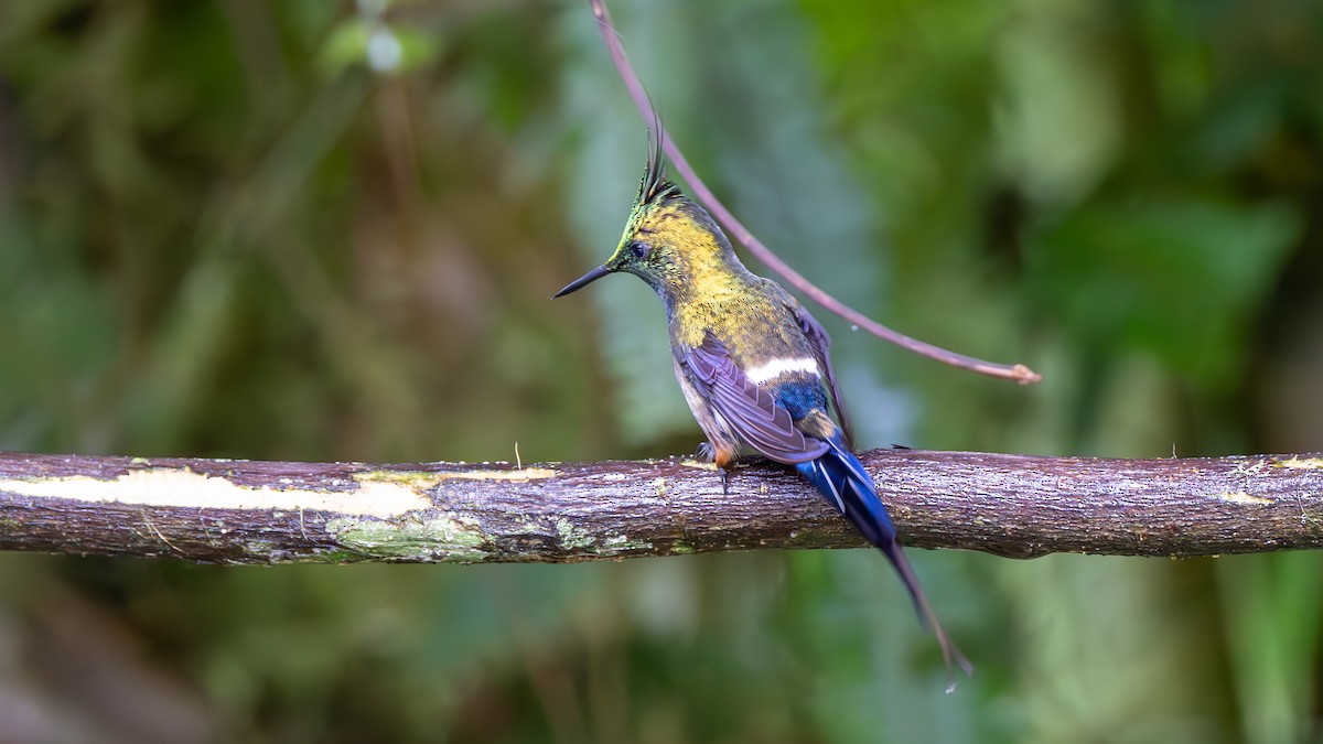 Wire-crested Thorntail - ML645478911