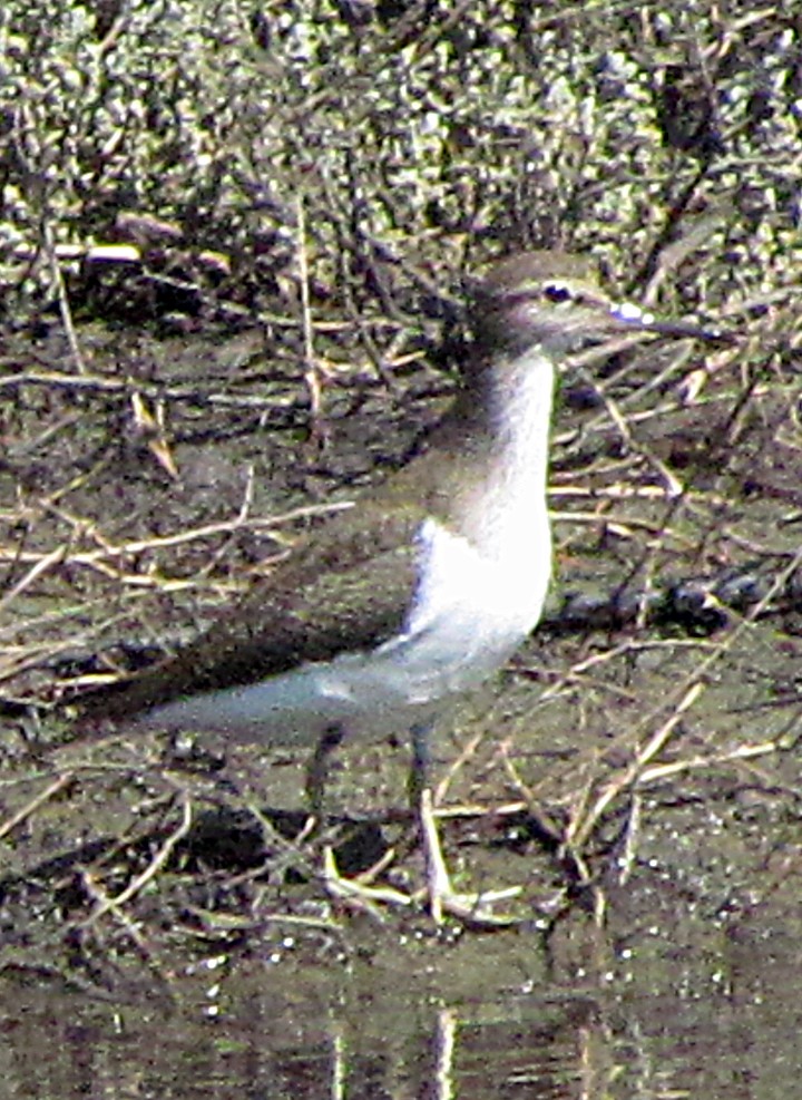 磯鷸 - ML645478912