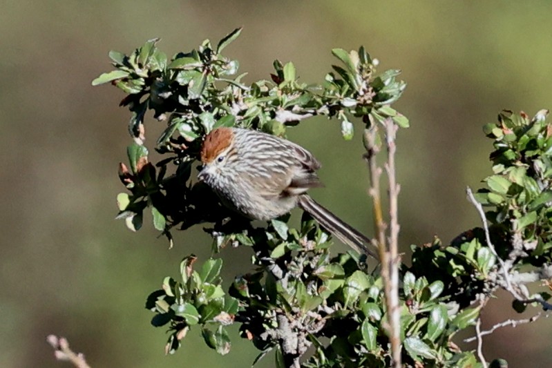 Rusty-crowned Tit-Spinetail - ML645478913