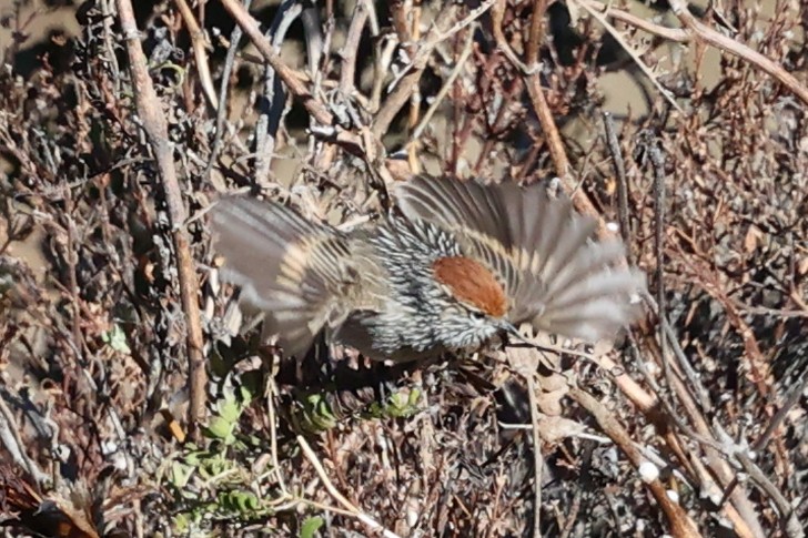 Rusty-crowned Tit-Spinetail - ML645478914