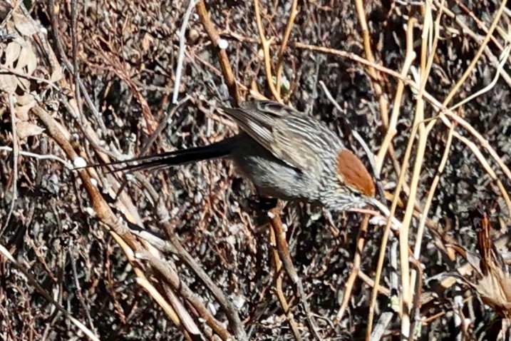 Rusty-crowned Tit-Spinetail - ML645478915