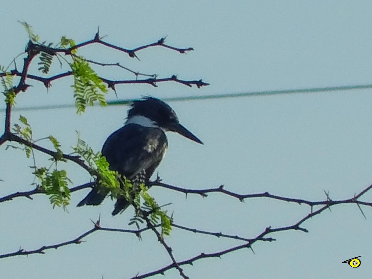 Ringed Kingfisher - ML645478916