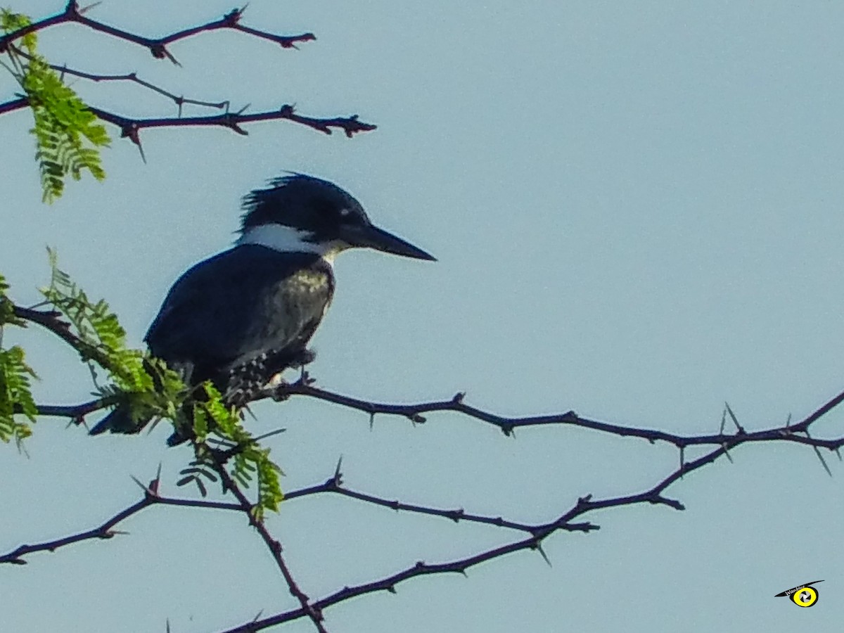 Ringed Kingfisher - ML645478917