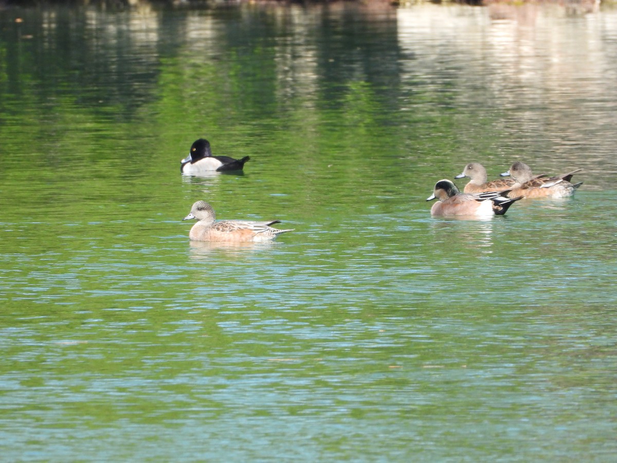 ברווז אמריקני - ML645478920