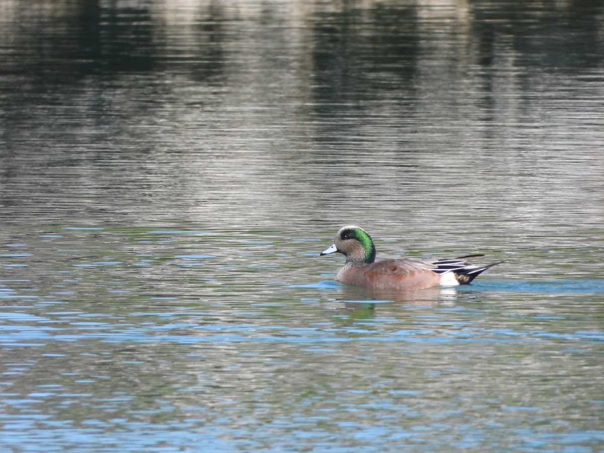 ברווז אמריקני - ML645478921