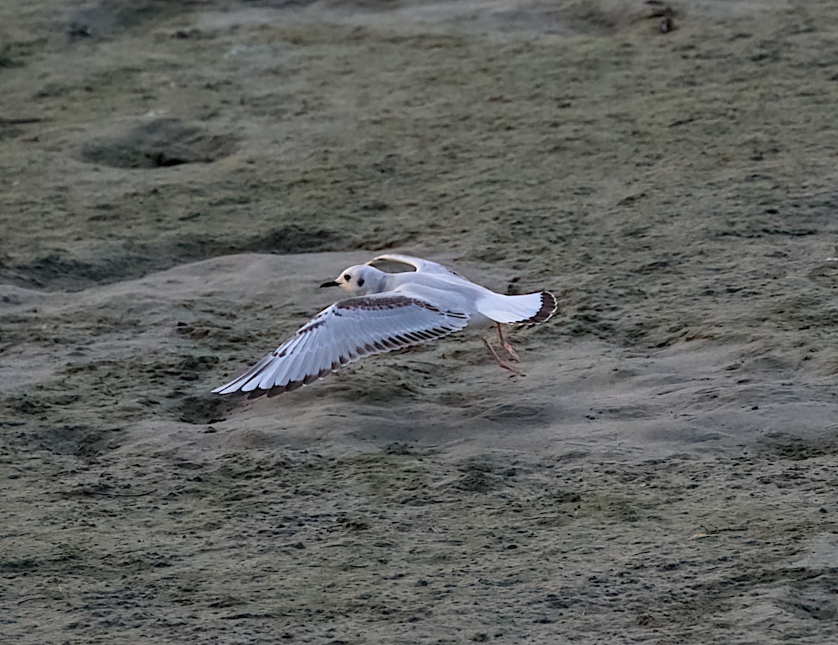 Bonaparte's Gull - ML645478922