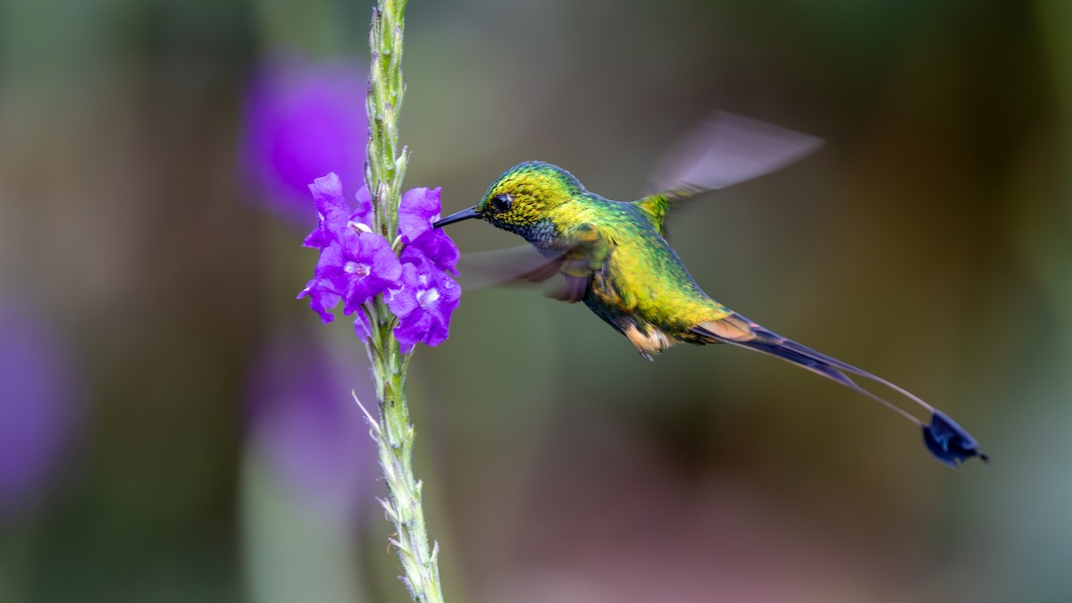 Peruvian Racket-tail - ML645478928