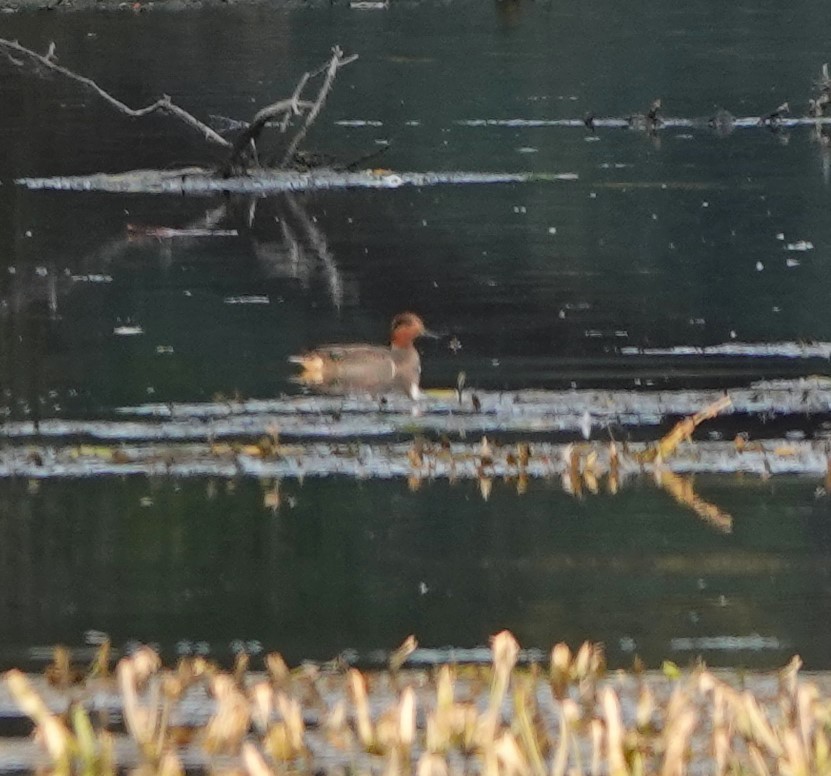 Green-winged Teal - ML645478931