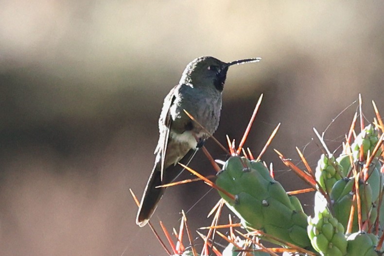 スミレフタオハチドリ - ML645478938
