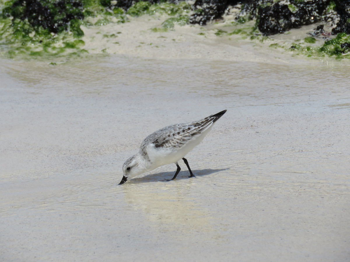 Sanderling - ML645478943