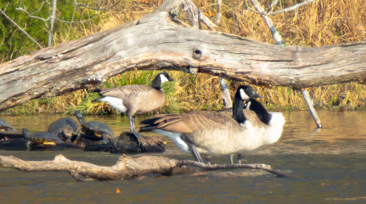 Cackling Goose - ML645478948