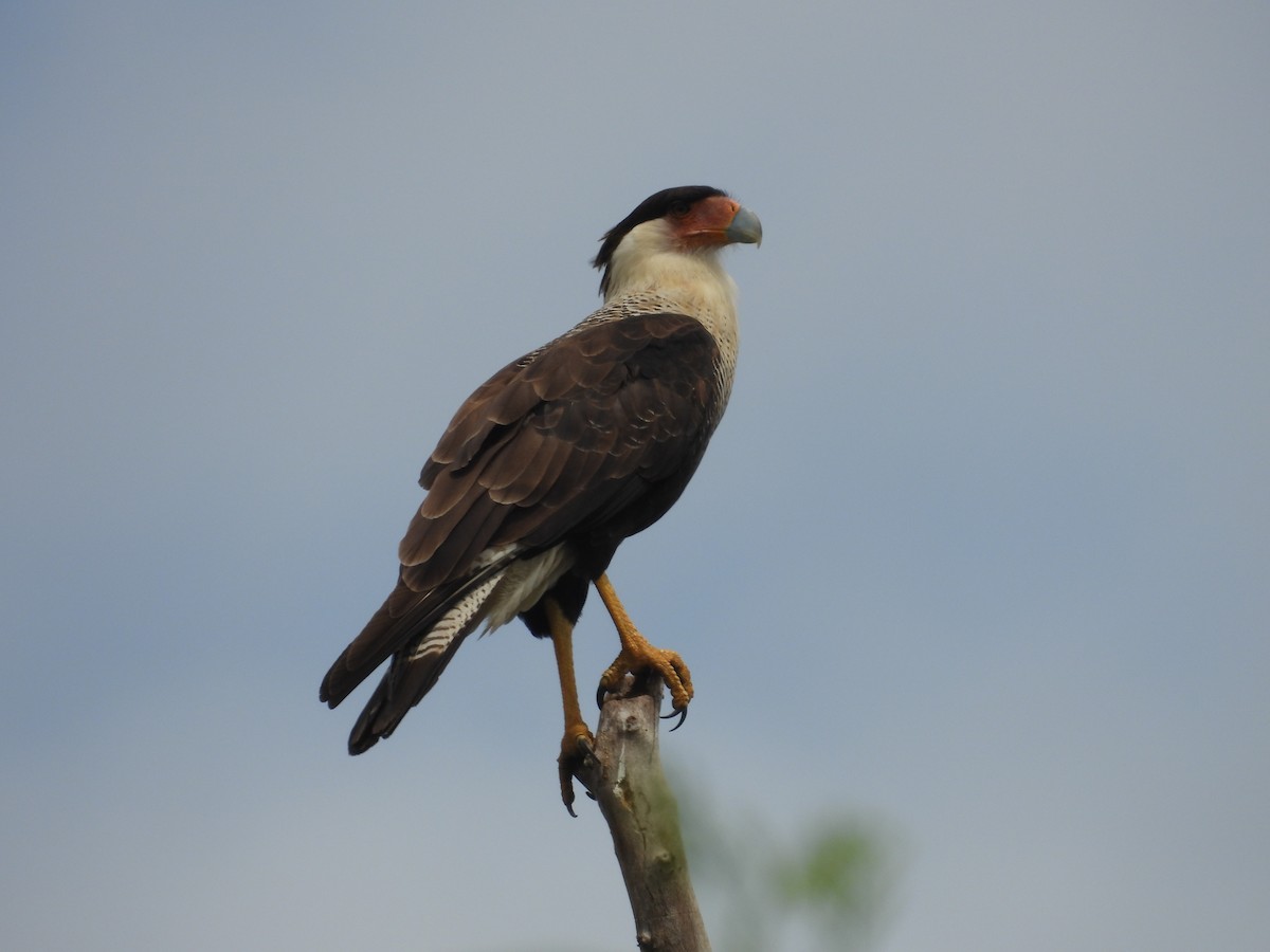 karančo jižní - ML645478950