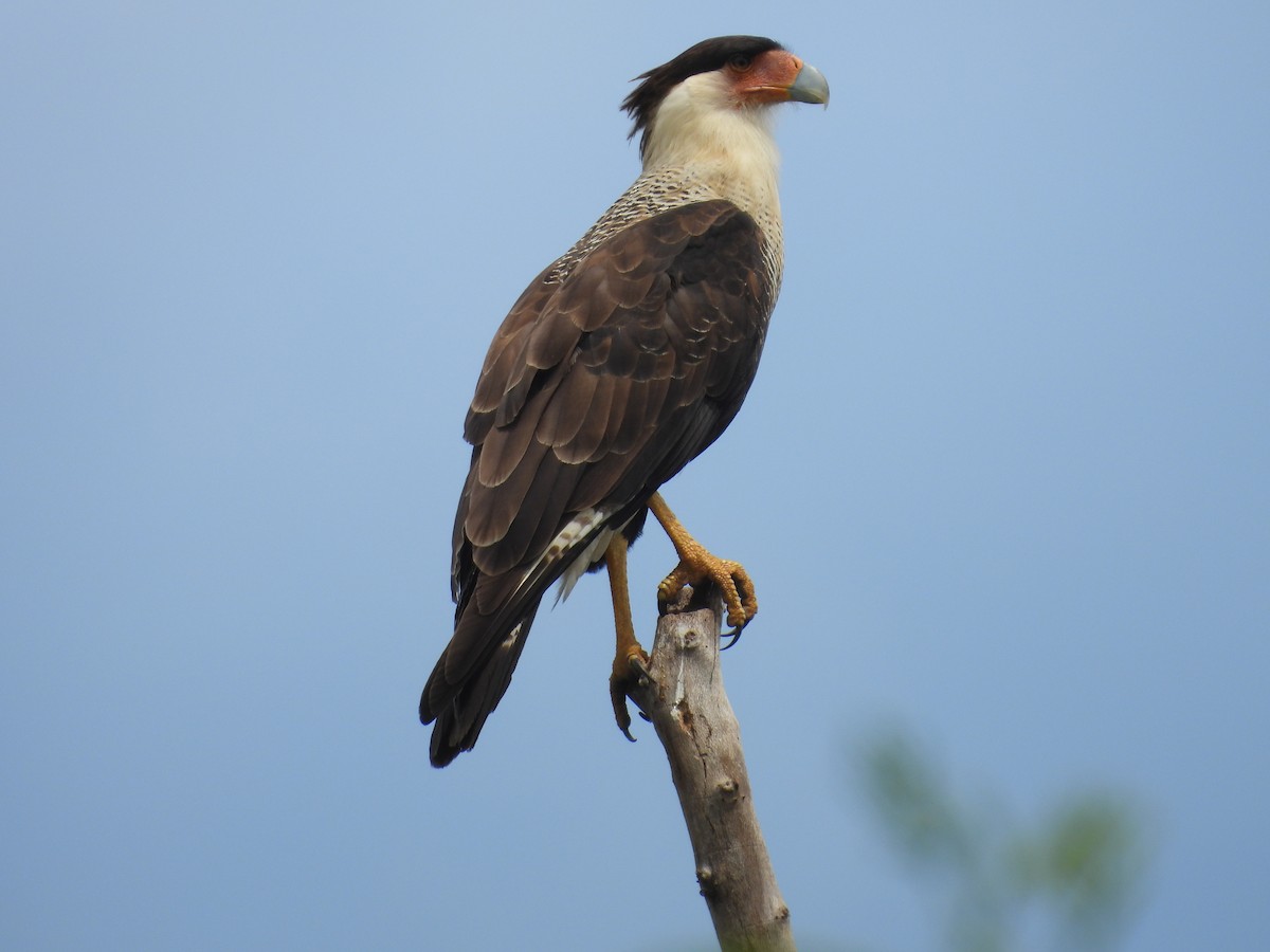 karančo jižní - ML645478952