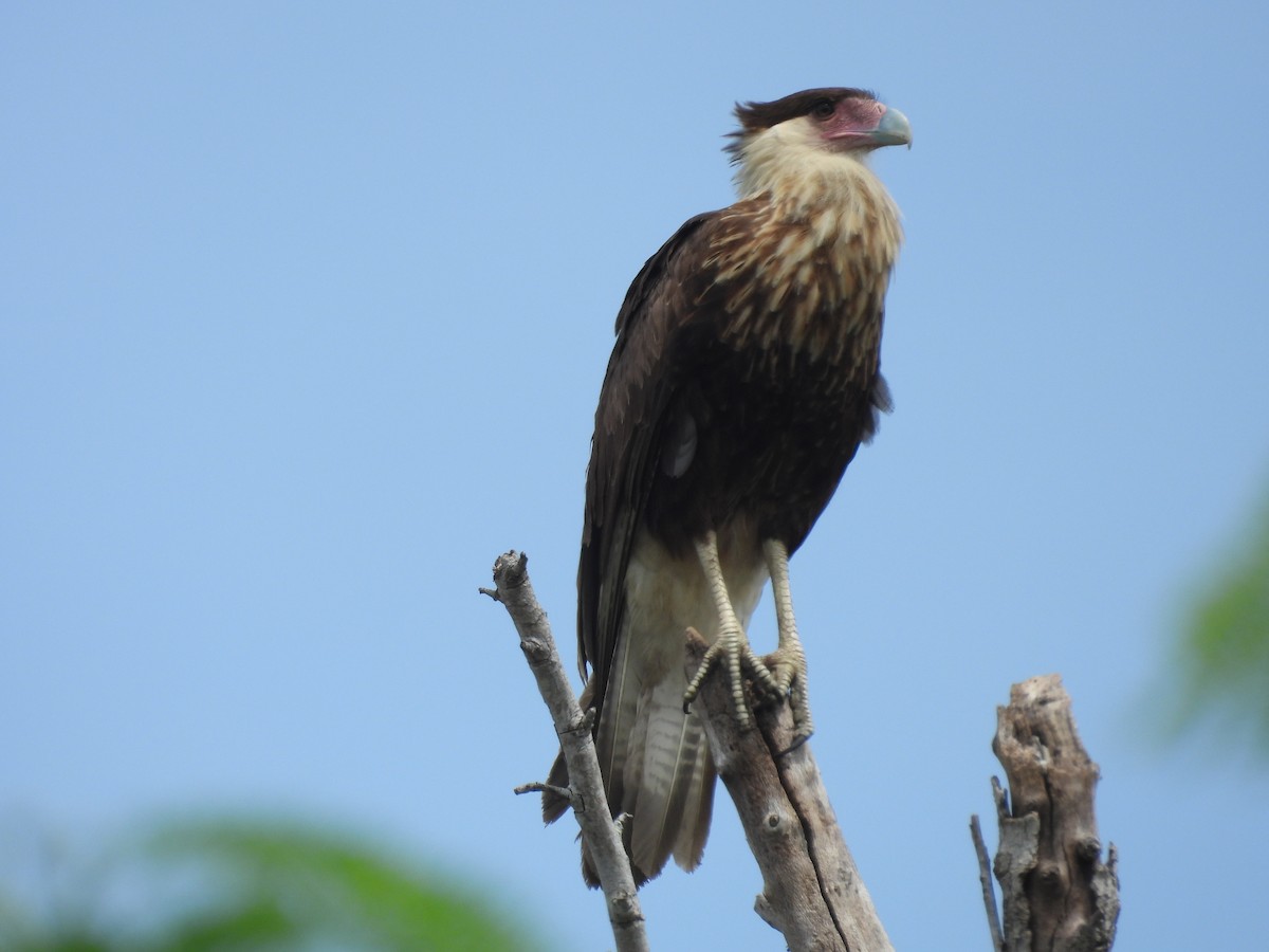 karančo jižní - ML645478953