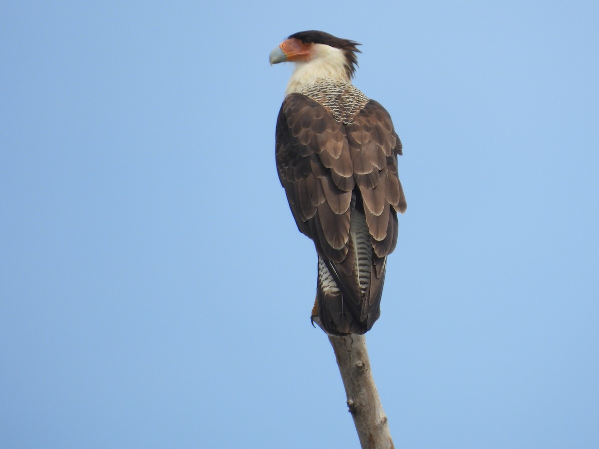 karančo jižní - ML645478954