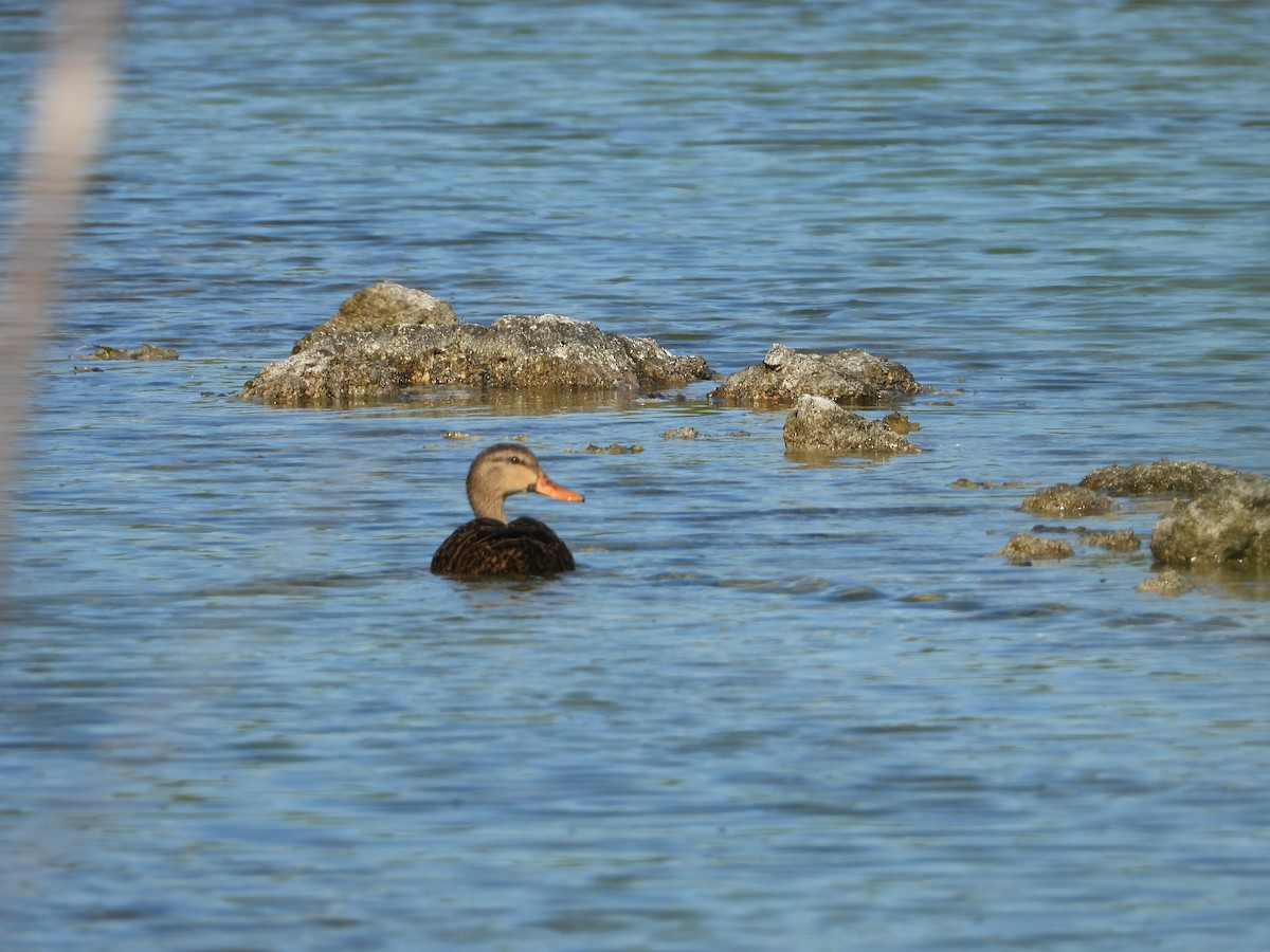 Mottled Duck - ML645478958
