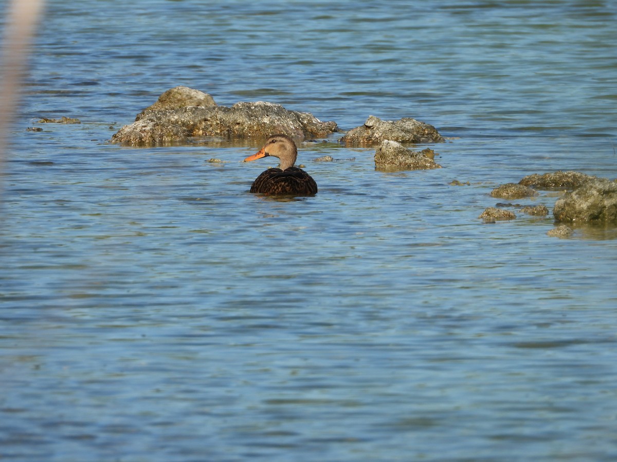 Mottled Duck - ML645478959