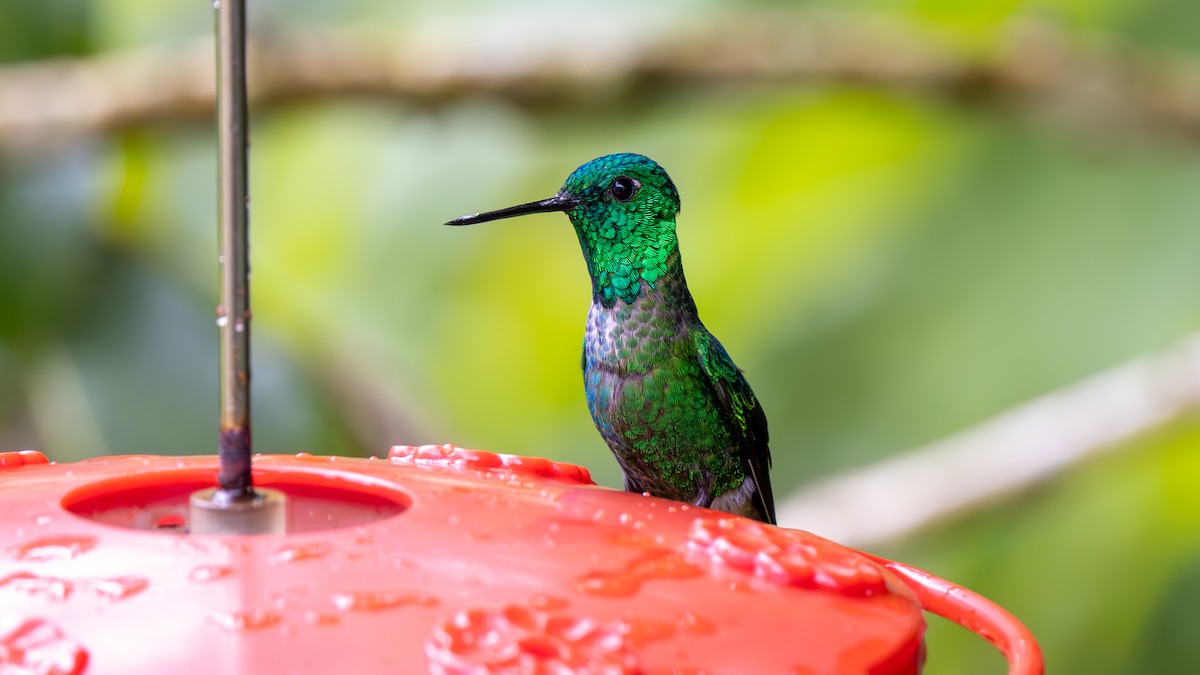 Rufous-vented Whitetip - ML645478960