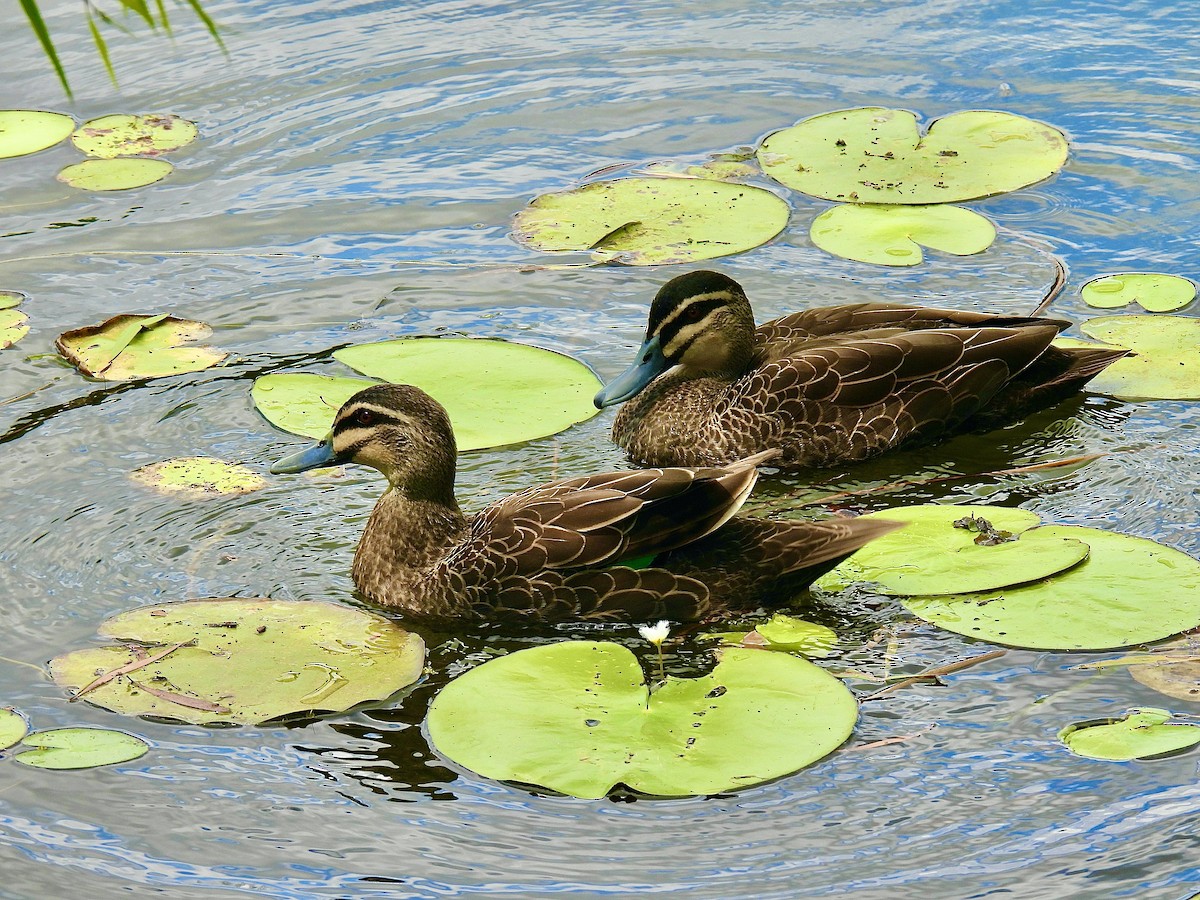 Pacific Black Duck - ML645478965