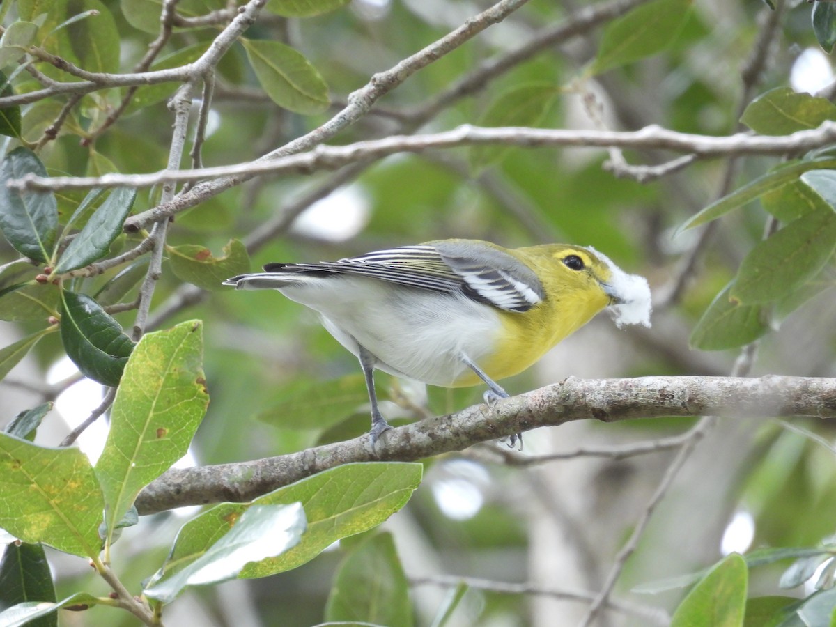 zelenáček žlutoprsý - ML645478981