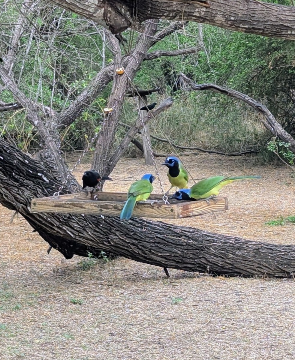 Geai vert (groupe luxuosus) - ML645478991