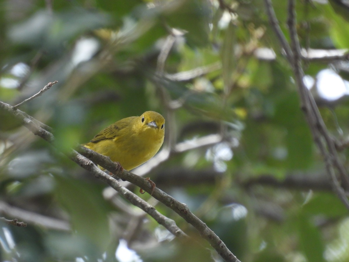 Northern Yellow Warbler - ML645479000