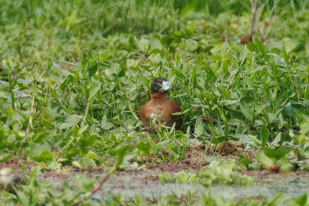Masked Duck - ML645479019