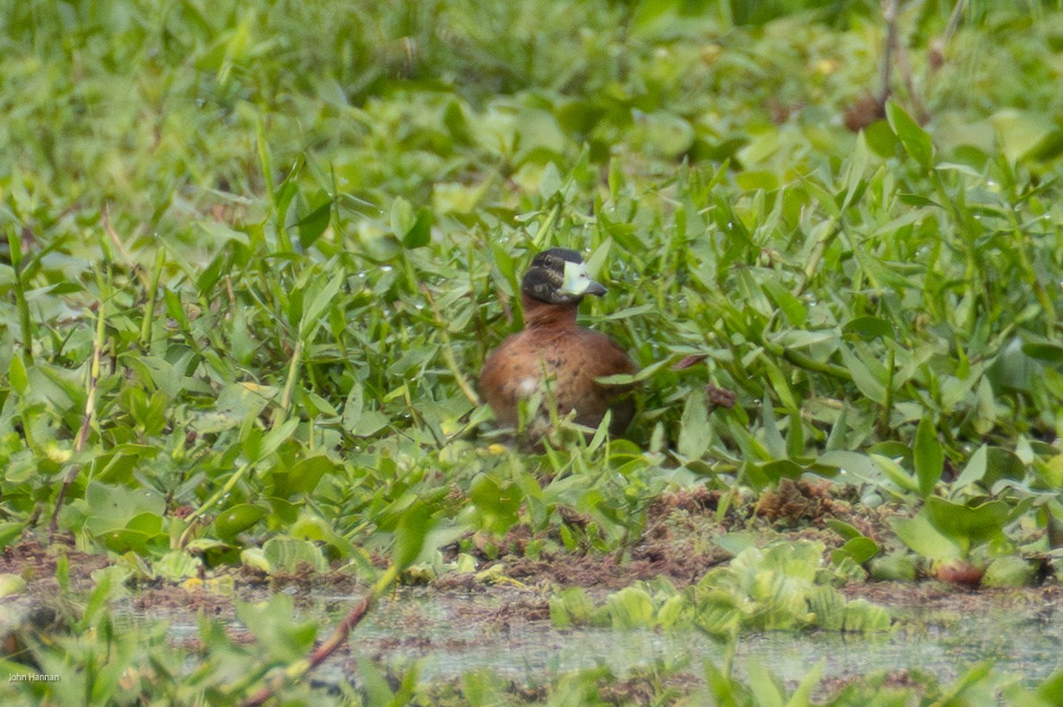 Masked Duck - ML645479020