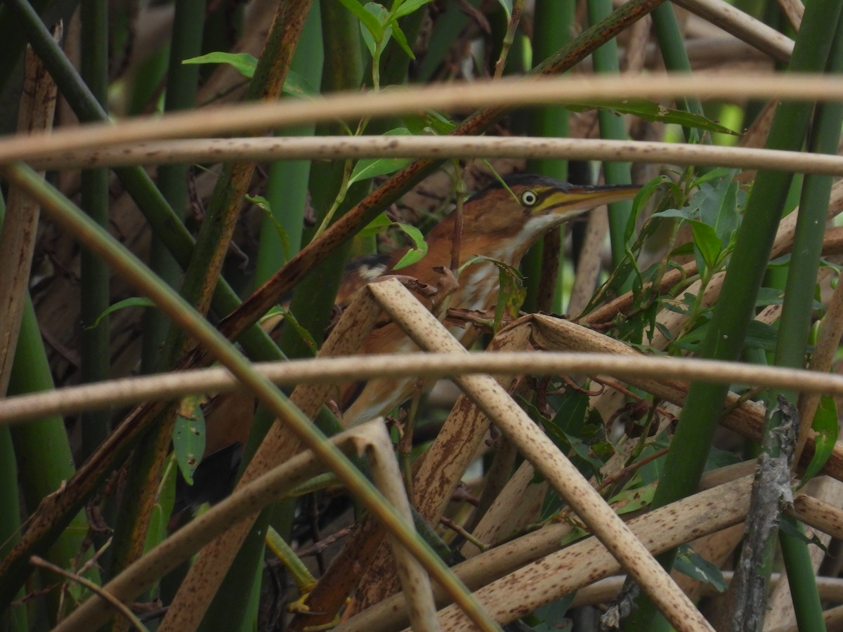 コヨシゴイ - ML645479028