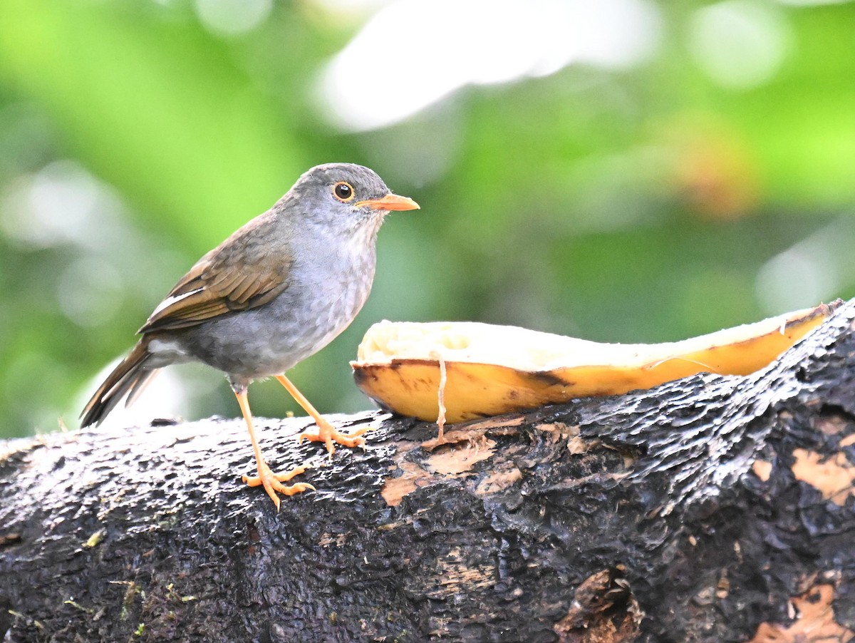 Orange-billed Nightingale-Thrush - ML645479029
