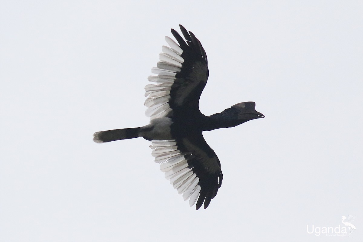 Kır Yanaklı Boynuzgaga - ML645479040