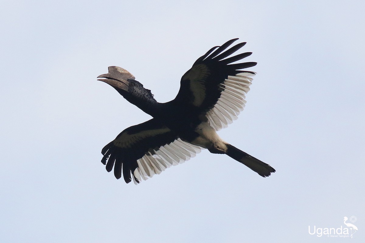 Kır Yanaklı Boynuzgaga - ML645479041