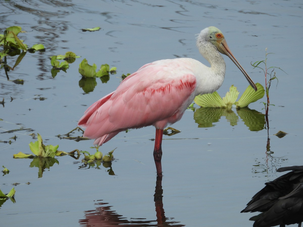 kolpík růžový - ML645479042