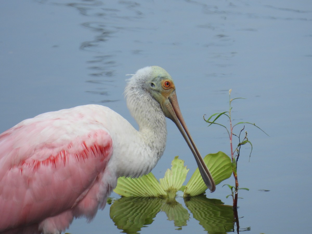 kolpík růžový - ML645479043