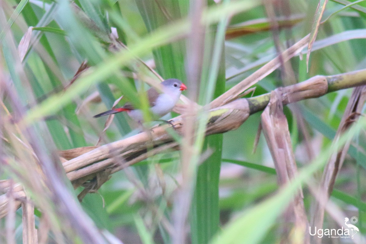 Астрильд болотяний - ML645479051